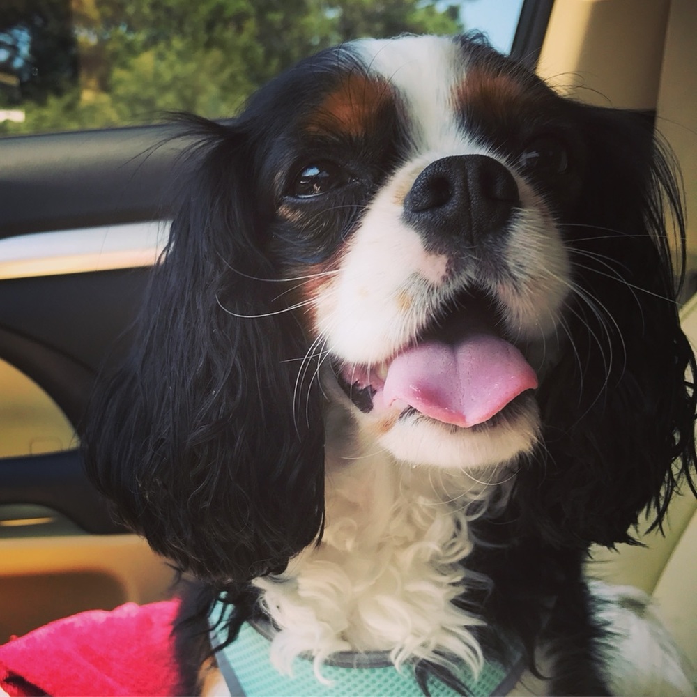 Meet your Posher, Allison